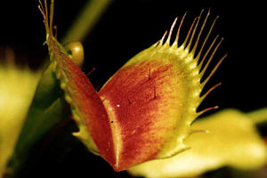 Muchołówka (Dionaea muscipula)