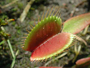 Dionaea muscipula 'red dragon'