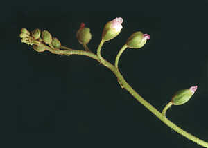 Drosera aliciae