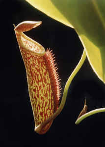 Nepenthes