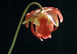 Sarracenia Stevensii